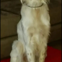 Maschio setter inglese per monta