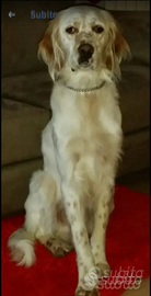 Maschio setter inglese per monta