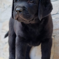 Cuccioli di Labrador Retriever