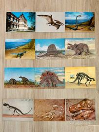 Lotto 12 cartoline Museo Storia Naturale di Milano