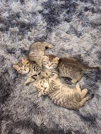 British shorthair