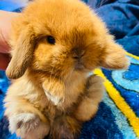 Minilop ariete nano puro