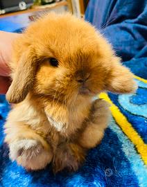 Minilop ariete nano puro