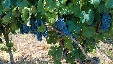 Uva da vino varietà Primitivo IGP