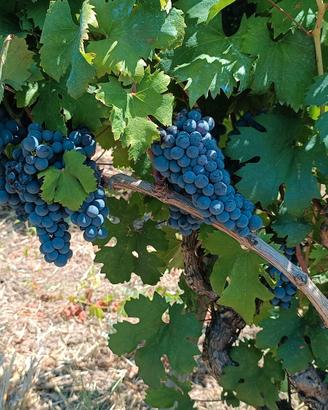Uva da vino varietà Primitivo IGP