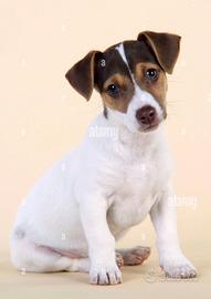 Cuccioli meticci