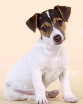 Cuccioli meticci