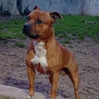 Staffordshire bull terrier