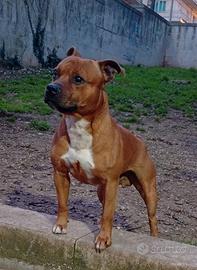 Staffordshire bull terrier