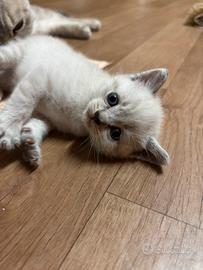 Gattini Scottish Straight