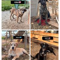 Gina gilda giulio e greta