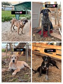 Gina gilda giulio e greta