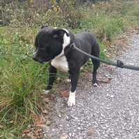 Staffordshire BullTerrier Staffy adulto
