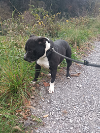Staffordshire BullTerrier Staffy adulto