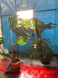 Monstera