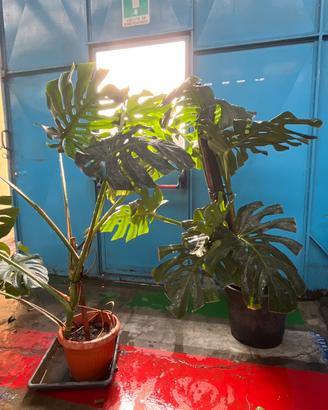 Monstera