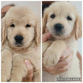 Ultimi cuccioli golden retriever
