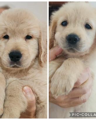 Ultimi cuccioli golden retriever
