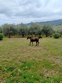 Terreno agricolo