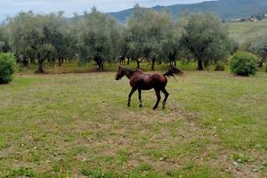 Terreno agricolo
