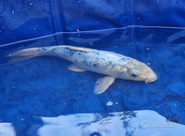 Carpa koi