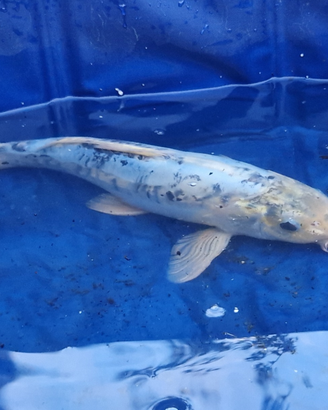 Carpa koi