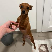Vendita femmina pinscher
