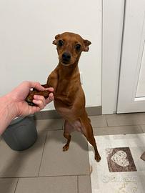 Vendita femmina pinscher