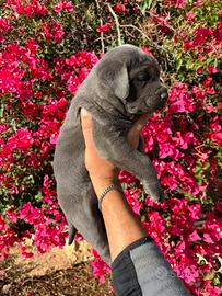 Cucciola cane corso