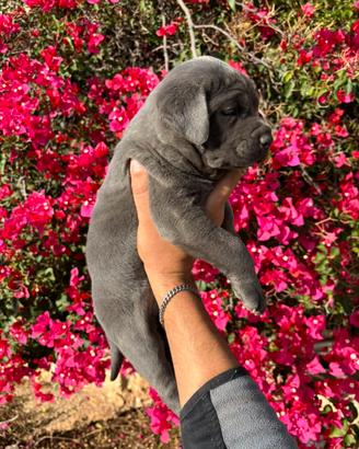 Cucciola cane corso