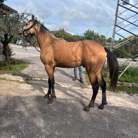 Puledro quarter horse