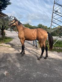 Puledro quarter horse