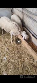 Pecore