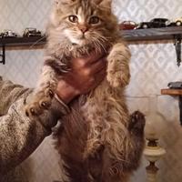 Cuccioli Maine coon