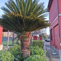 Cycas 30 anni di età