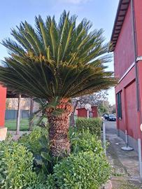 Cycas 30 anni di età