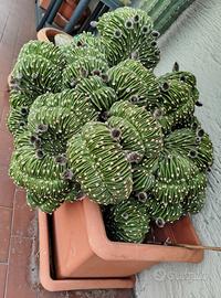 pianta grassa 
