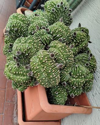 pianta grassa 