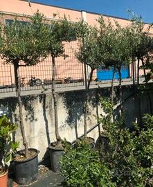 PIANTE DI OLIVO fruttifero varie qualità mastello