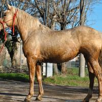 Puledra incoricio quarter