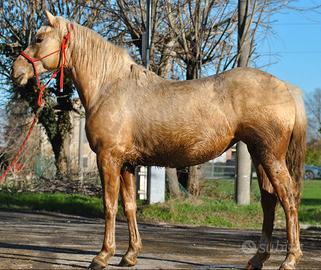 Puledra incoricio quarter