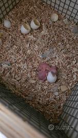 Parrocchetti dal collare