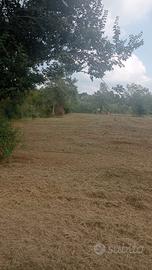 Terreno agricolo