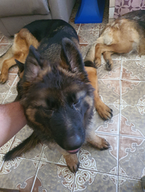 Cuccioli pastore tedesco