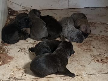Corso