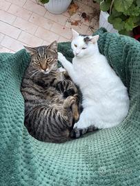 Coppia di gatti 