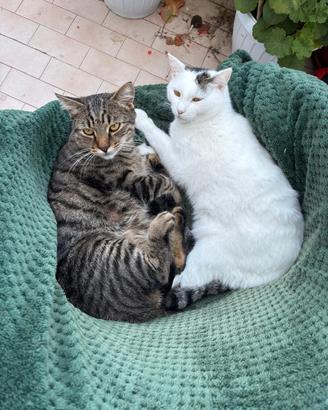 Coppia di gatti 