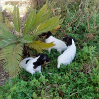 Bodeguero ratonero andaluz