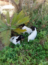 Bodeguero ratonero andaluz