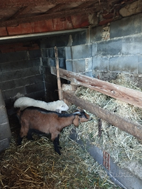 Capra e agnellina